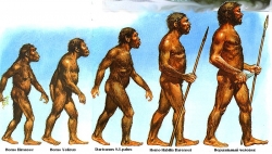 Топик Human Evolution - Эволюция человека